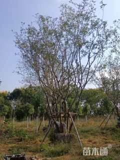 10公分(5杆)丛生朴树
