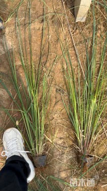 高度40厘米矢羽芒