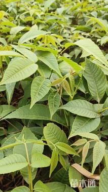 高度30厘米核桃