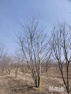 55公分(4杆)丛生朴树