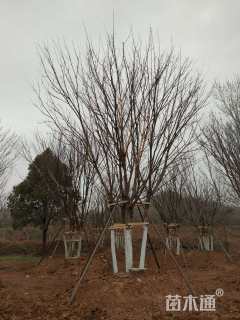 高度900厘米丛生五角枫