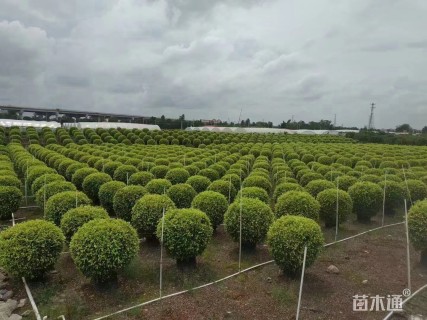 冠幅100厘米黄金榕球