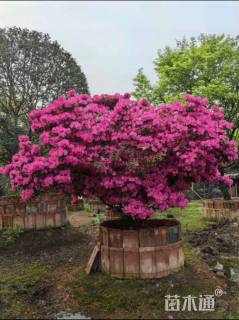 高度200厘米杜鹃