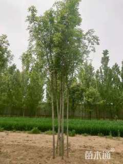 高度500厘米丛生白蜡