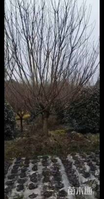 10公分日本晚樱