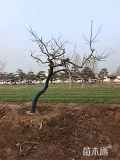 19公分异形龙爪柿子树
