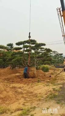 12公分造型黑松