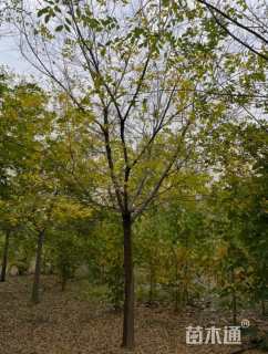 20公分朴树