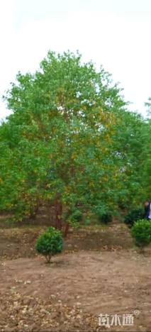 13公分(3杆)丛生乌桕