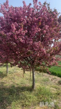 15公分亚当海棠