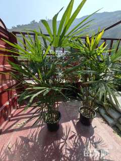 裸干高20厘米棕竹