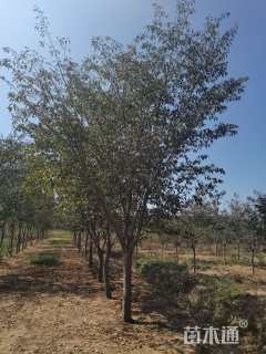 15公分染井吉野樱