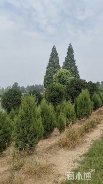 高度400厘米桧柏