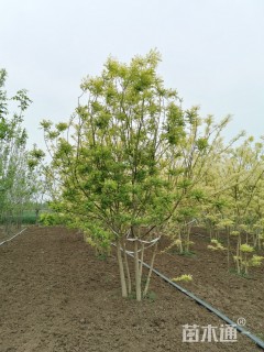 高度900厘米丛生白蜡