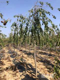 12公分八重红垂枝樱