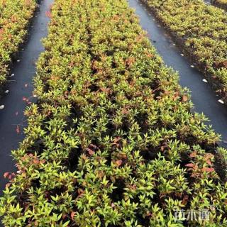 高度35厘米火焰南天竹