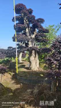 45公分造型红花继木桩