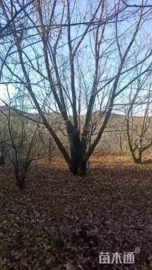 高度800厘米丛生元宝枫