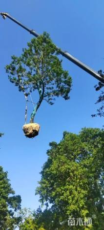 21公分红果冬青