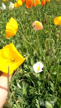 高度15厘米虞美人