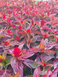 高度20厘米鸡冠花