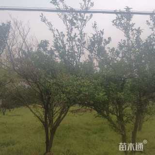 高度350厘米柑橘