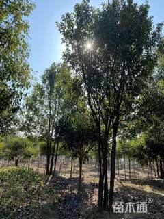 65公分丛生香樟