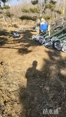 高度500厘米关山樱