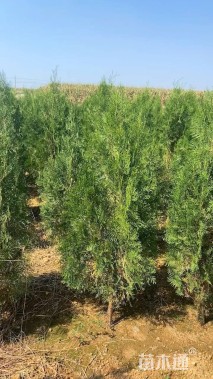高度200厘米侧柏
