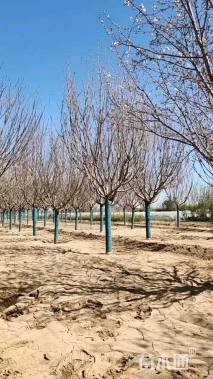 15公分日本晚樱