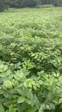 高度80厘米鸡脚连