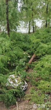 15公分墨西哥落羽杉