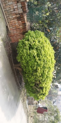 高度158厘米黄杨