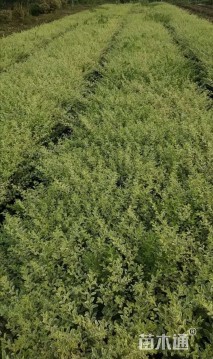 高度40厘米银姬小蜡