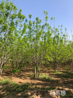 高度500厘米丛生白蜡