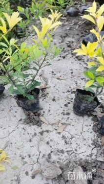 高度30厘米黄金枸骨