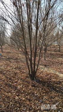 22公分美国红枫