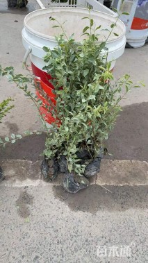 高度30厘米银姬小蜡