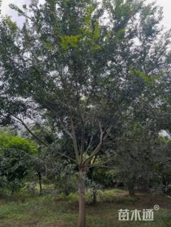 18公分朴树