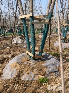 高度300厘米丛生元宝枫