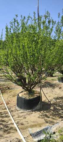 高度320厘米南丰蜜桔