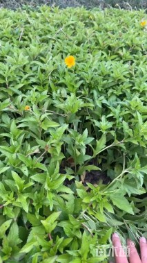 高度20厘米蟛蜞菊