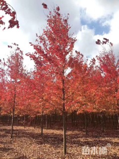 13公分美国红枫