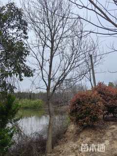 冠幅15030厘米红叶石楠球