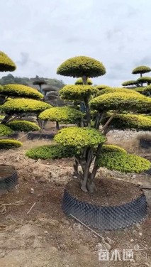 30公分造型红花继木桩