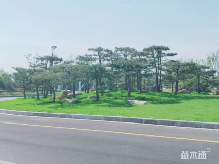 容器苗造型油松