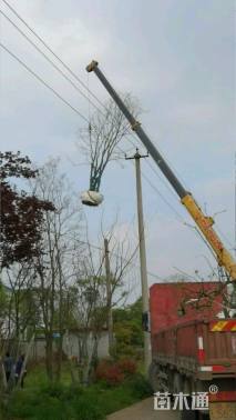 50公分丛生乌桕