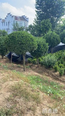 冠幅1200厘米冬青球