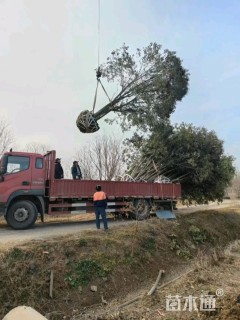 10公分(5杆)丛生女贞