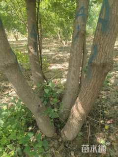 50公分(5杆)丛生乌桕